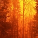 Tennessee Wildfire is ‘Unlike Anything We’ve Ever Seen’