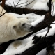 Polar Bear Numbers to Fall as Arctic Ice Shrinks