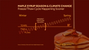 Maple Syrup Season and Climate Change