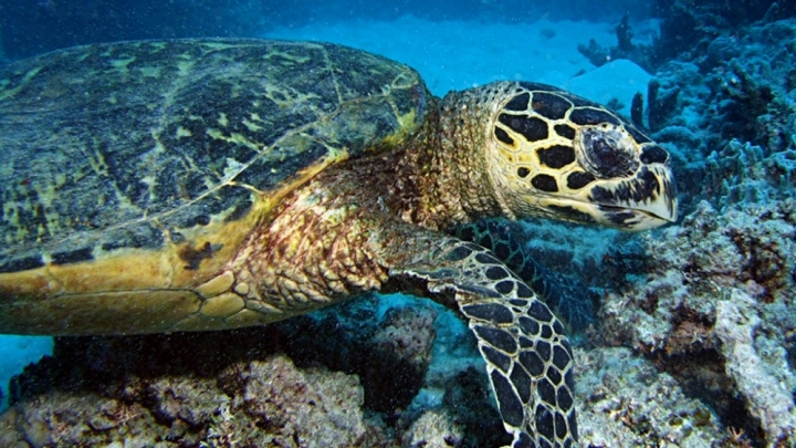 great barrier reef research paper great barrier reef research paper