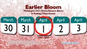 Cherry Blossoms: Earlier Bloom