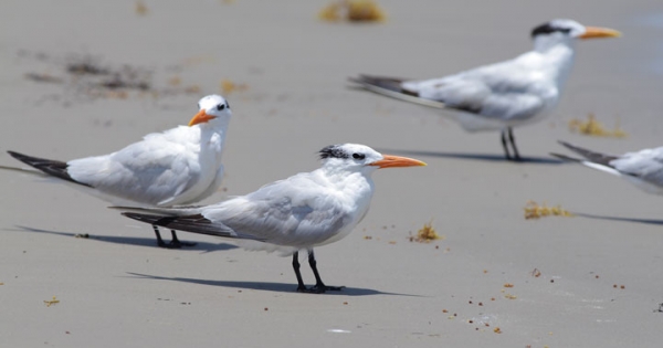 Terns Flee Warming Temps in Epic Migration to Alaska | Climate ... - Climate Central