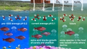 Ocean Acidification Process