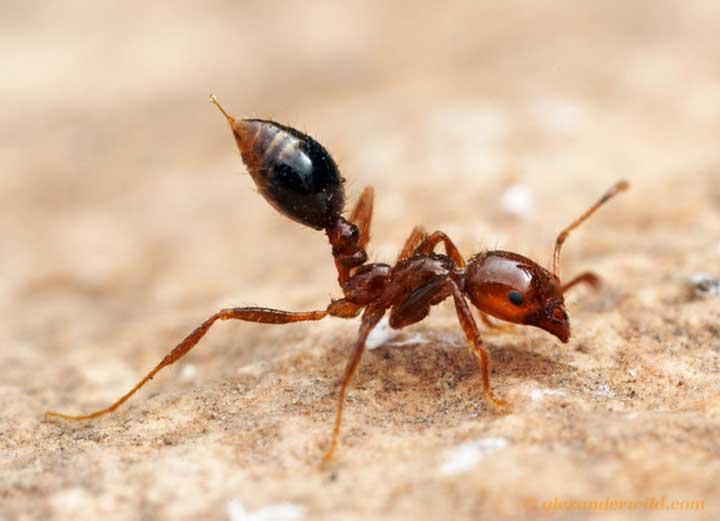 Image of the Day March of the Fire Ants Climate Central
