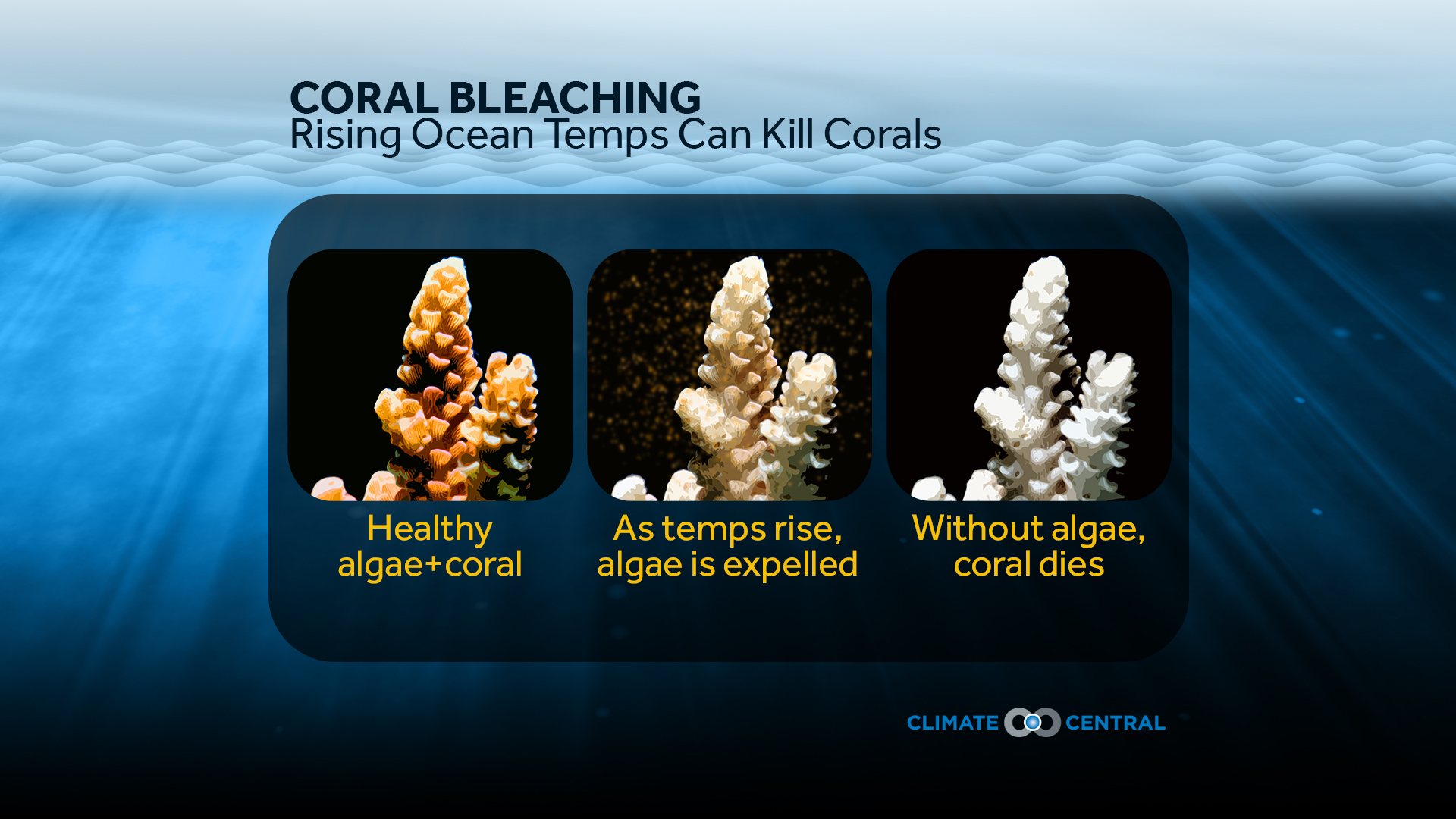Rising Ocean Temperatures Can Kill Corals Climate Central