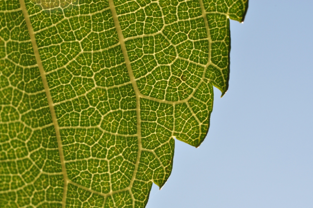 Artificial Photosynthesis Closer to Boosting Renewables Climate Central