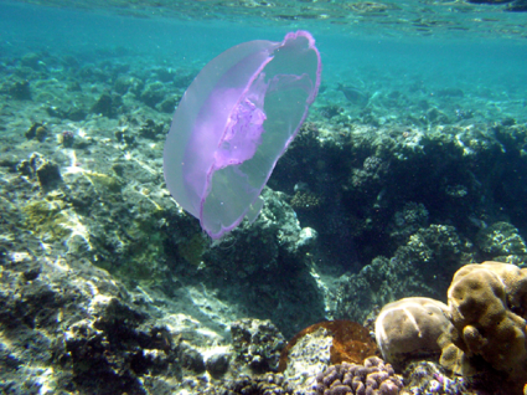 Jellyfish Surge in Mediterranean Threatens Environment | Climate Central