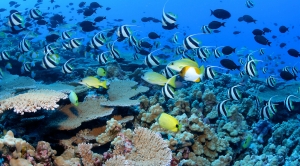 Protecting Ocean Waters Will Aid Climate Adaptation