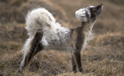 Arctic�s Rapid Sea Ice Loss Threatens Wildlife Climate