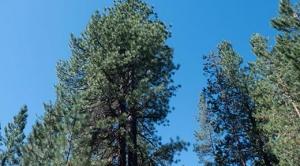 Pulp Fiction, Part III: Wood Burning May Play Big Role In EPA’s New Rules