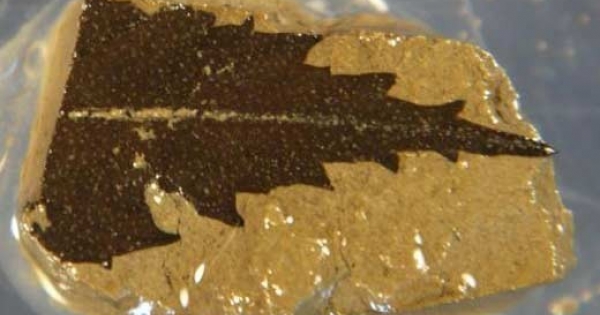 Radiocarbon dating nature