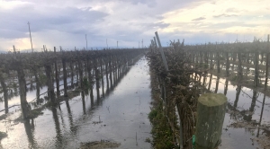 California Farmers Use Floodwater to Replenish Aquifers