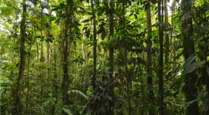 Rainforests May Store Less Carbon As Climate Changes