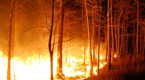 Humans Blamed for Starting Most Wildfires in the U.S.