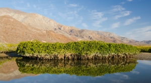 These Tiny Mangroves Hold Vast Stores of Carbon
