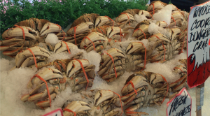 Acidifying Waters Put Dungeness Crabs at Risk