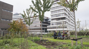 Pour it on: How Dutch cities are soaking up rain and reducing flooding