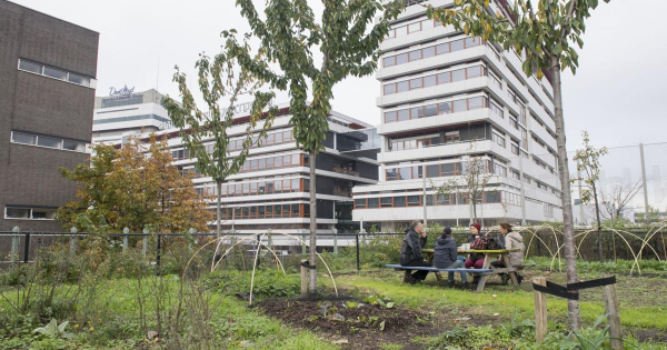 Pour it on: How Dutch cities are soaking up rain and reducing flooding