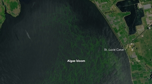 Warming Could Mean More Algae Blooms Like Florida’s
