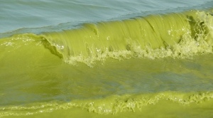 Climate Change Means More Fuel for Toxic Algae Blooms
