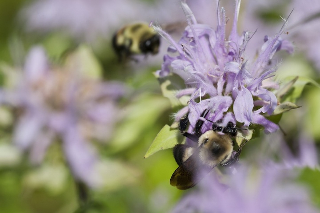 A Climate Vise Is Squeezing Bumble Bees Range Climate Central