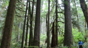 Michigan Scientists See Urgency for Negative Emissions