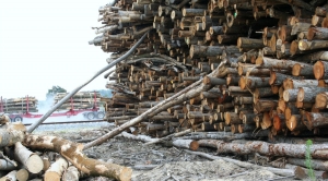 Europe Aims to Close Loophole on Wood Energy