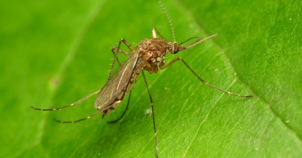 u s faces a rise in mosquito disease danger days types of mosquitoes