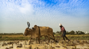 New Findings Show How Climate Change Is Influencing India’s Farmer Suicides