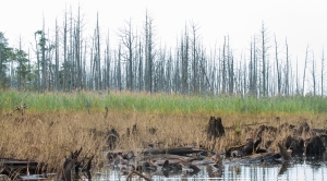 ‘Ghost Forests’ Appear As Rising Seas Kill Trees