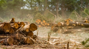 Climate Central’s ‘Pulp Fiction’ Wins National Award