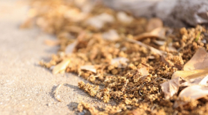 A Change in the Air: Earlier Springs Bring Allergies and Asthma to Hard-Hit San Antonio