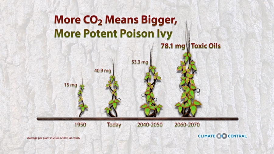 Poison Ivy in a Warming World