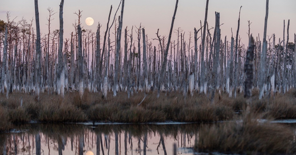 Vanishing forests tell a tale of rising water - Vimarsana News