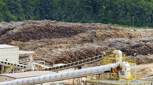 Pulp Fiction, Part II: The American Trees That Are Electrifying Europe