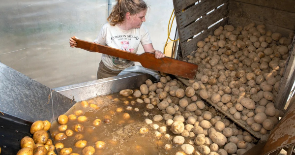 The looming threat for Maine's iconic potato industry - Vimarsana News
