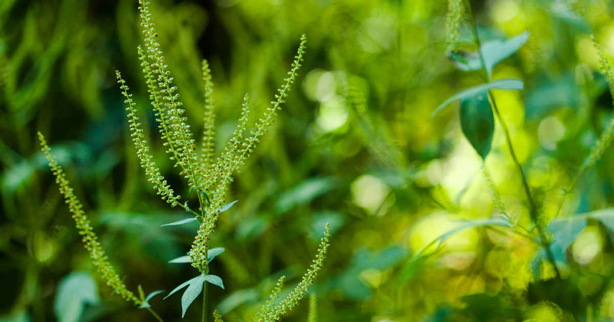 POLLEN PROBLEMS: Climate Change, the Growing Season, and America’s Allergies